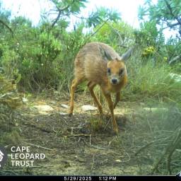 Cape grysbok